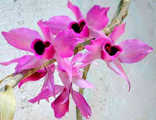 Dendrobium anosmum  
